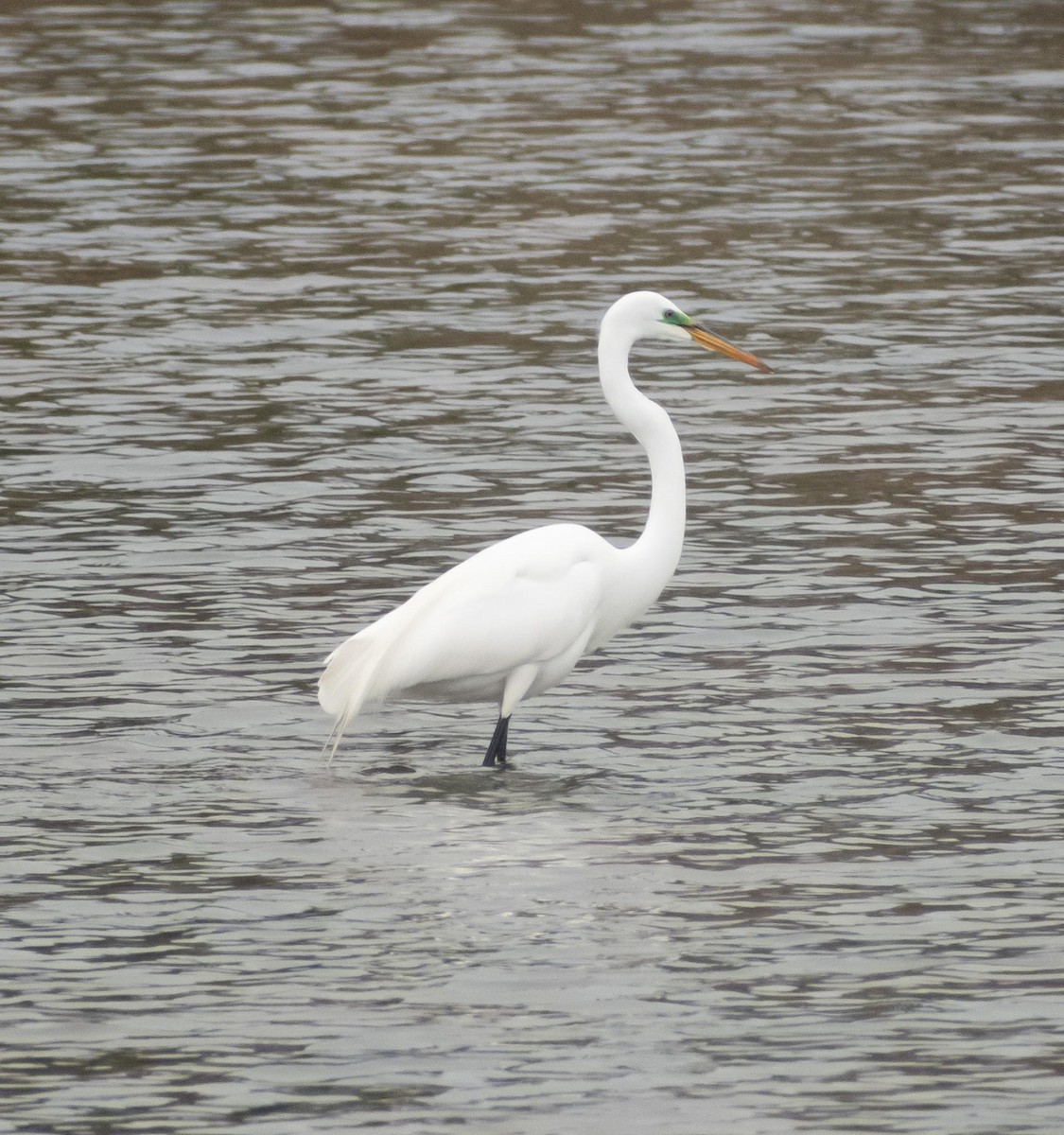 Great Egret - ML617567362