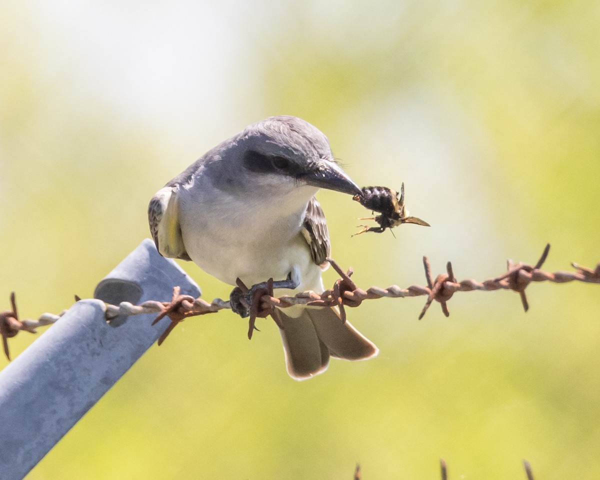 Gray Kingbird - ML617567364