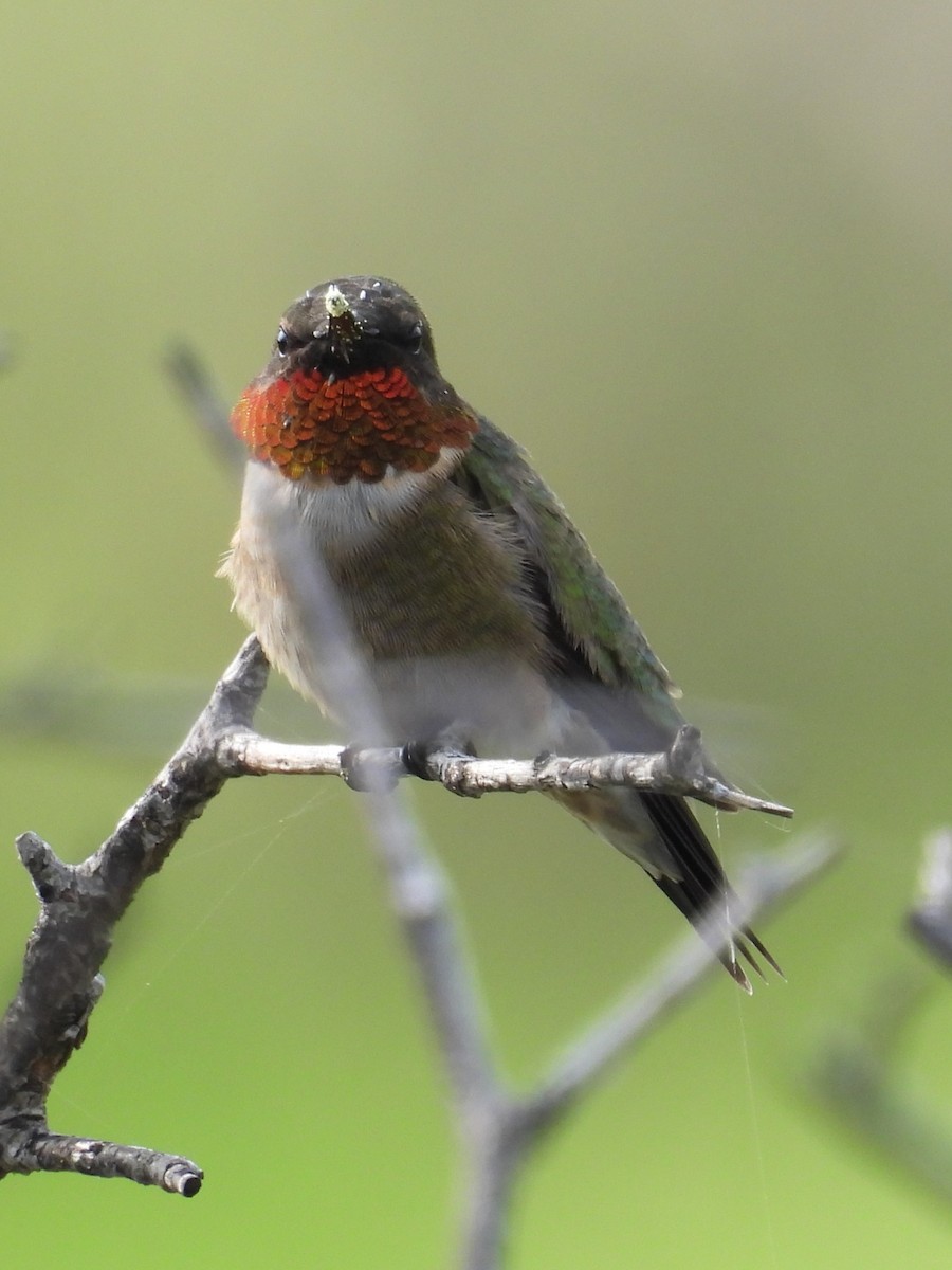 Colibrí Gorjirrubí - ML617567371