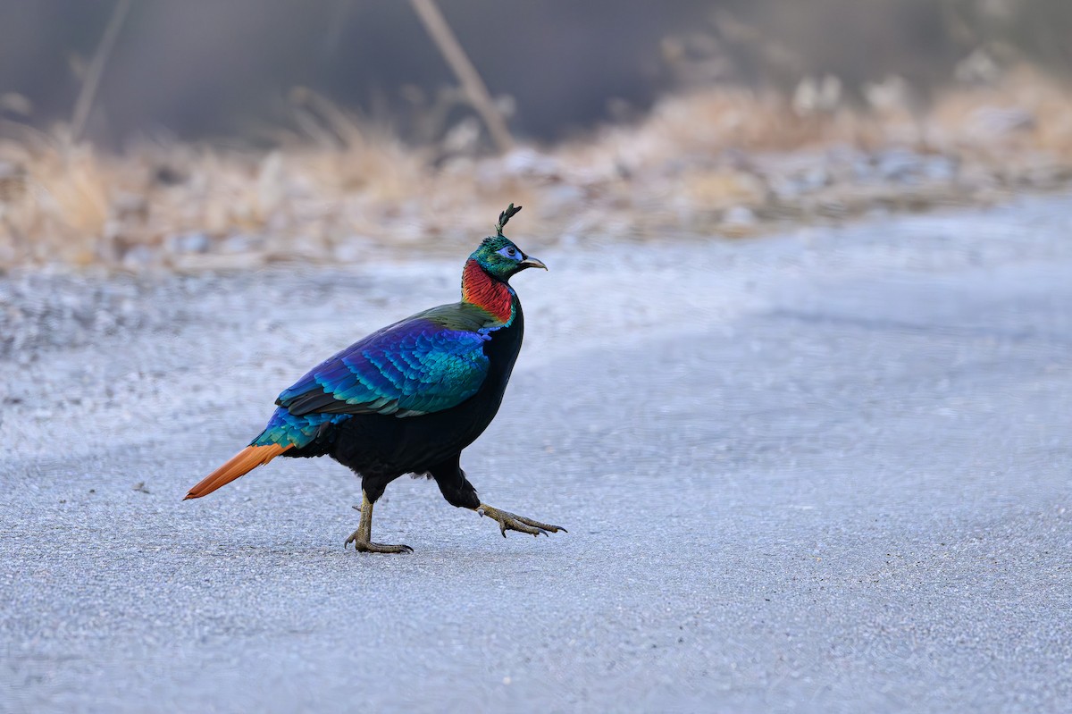 Himalayan Monal - ML617567424