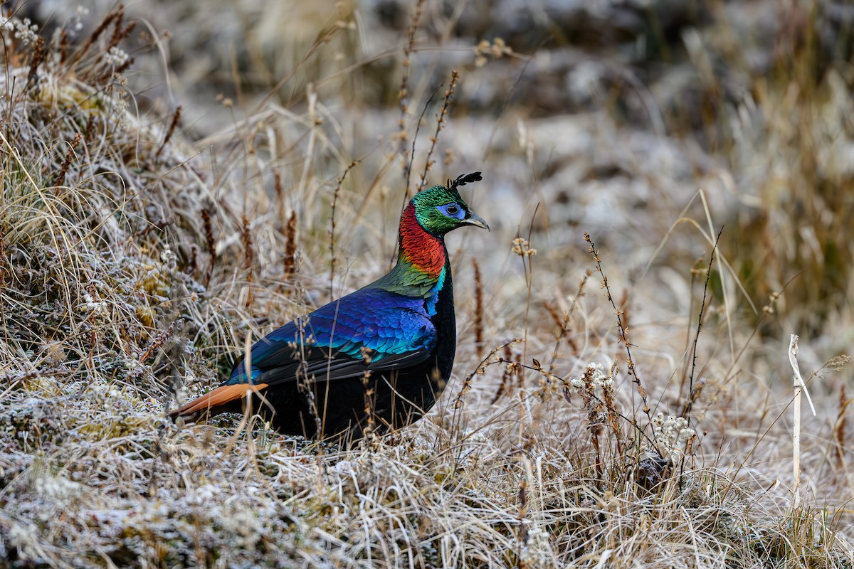 Himalayan Monal - ML617567425