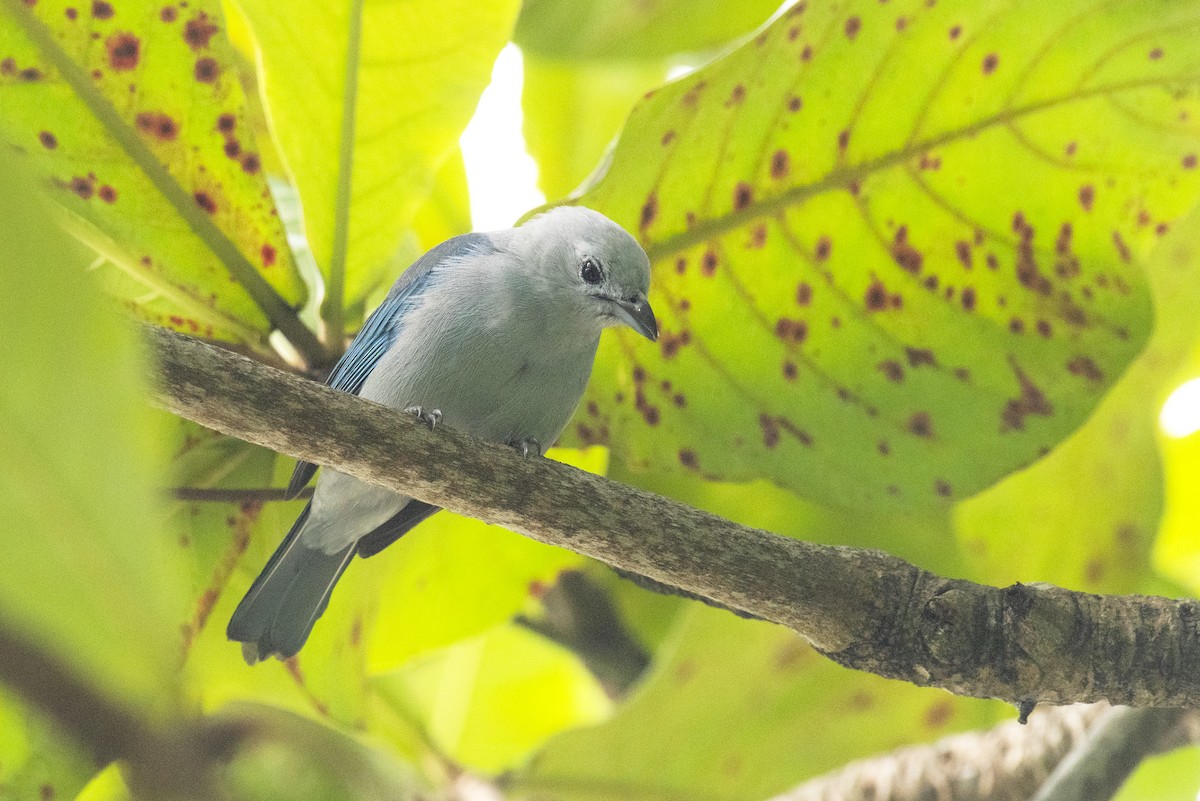 Blue-gray Tanager - ML617567436