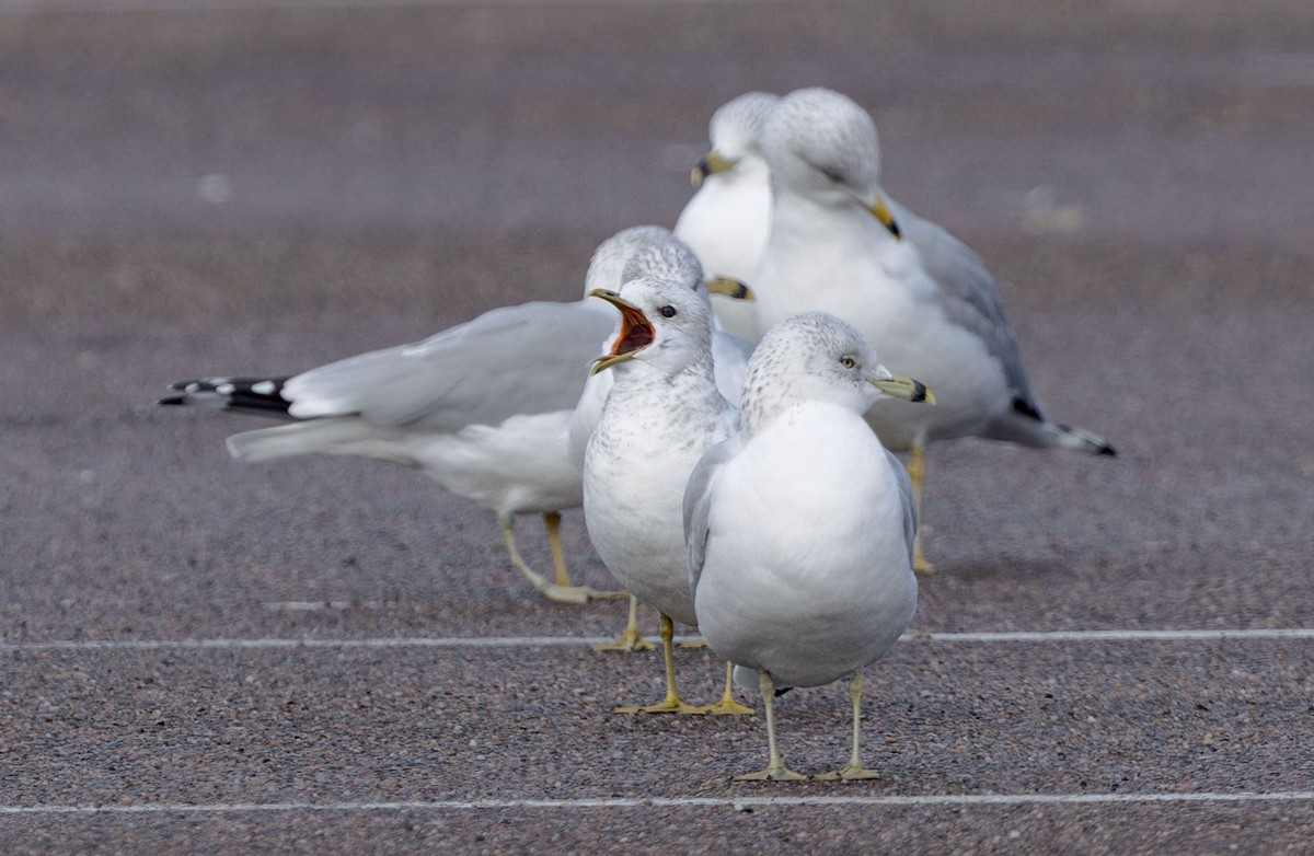 Short-billed Gull - ML617567458