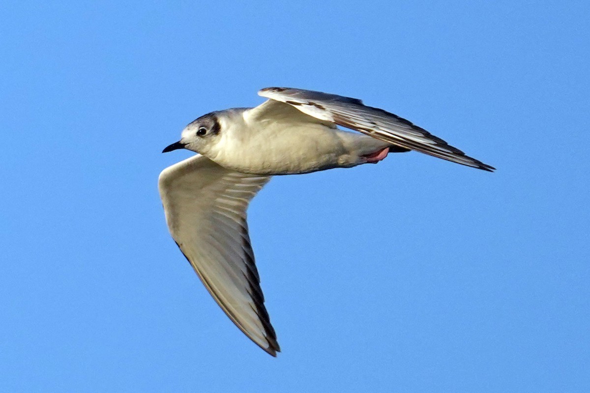 Bonaparte's Gull - ML617567485