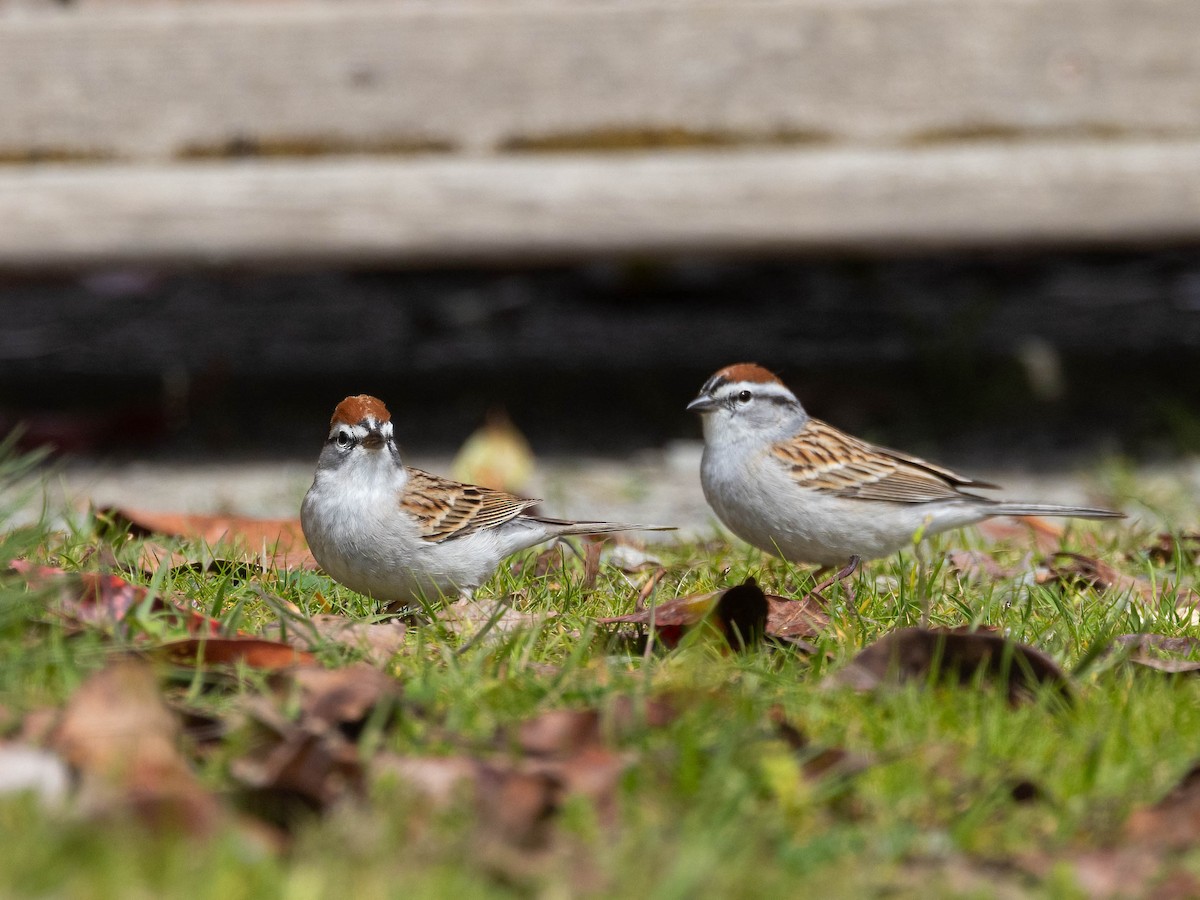 Chipping Sparrow - ML617567486