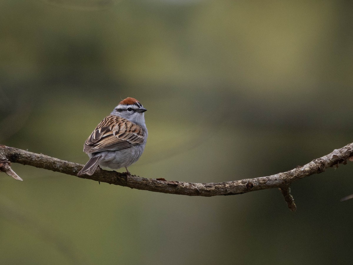 Chipping Sparrow - ML617567487