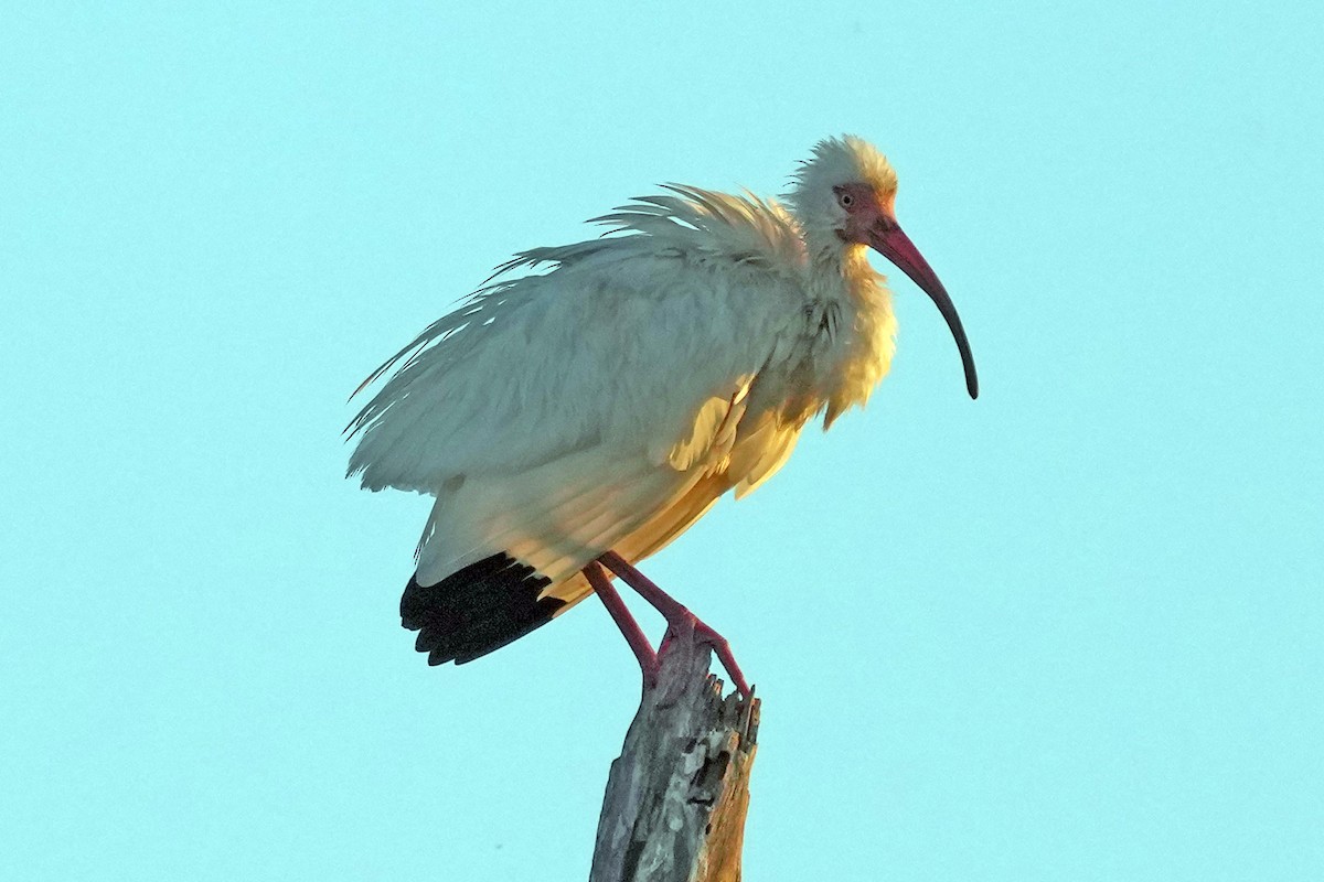 White Ibis - ML617567490