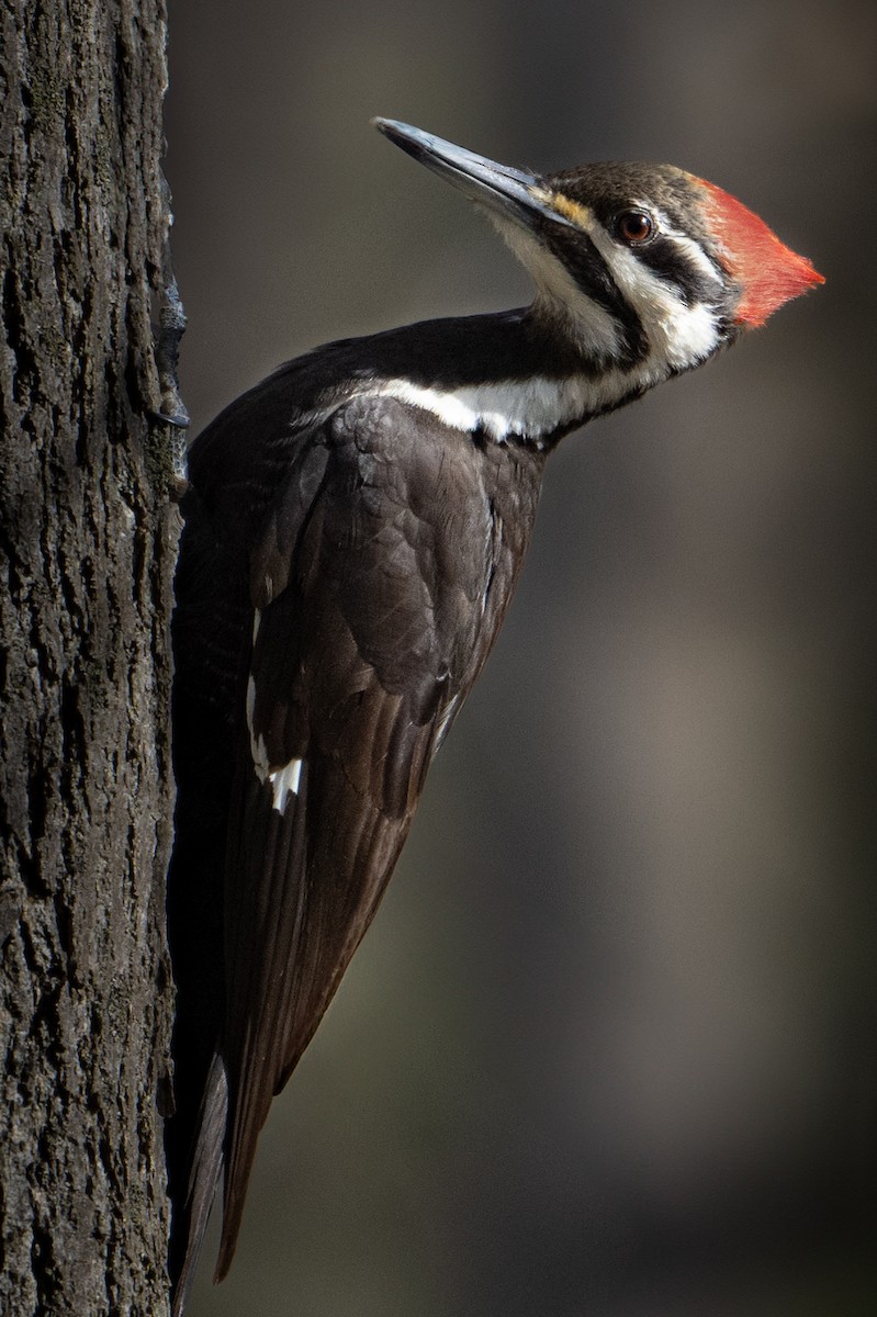 Pileated Woodpecker - ML617567519