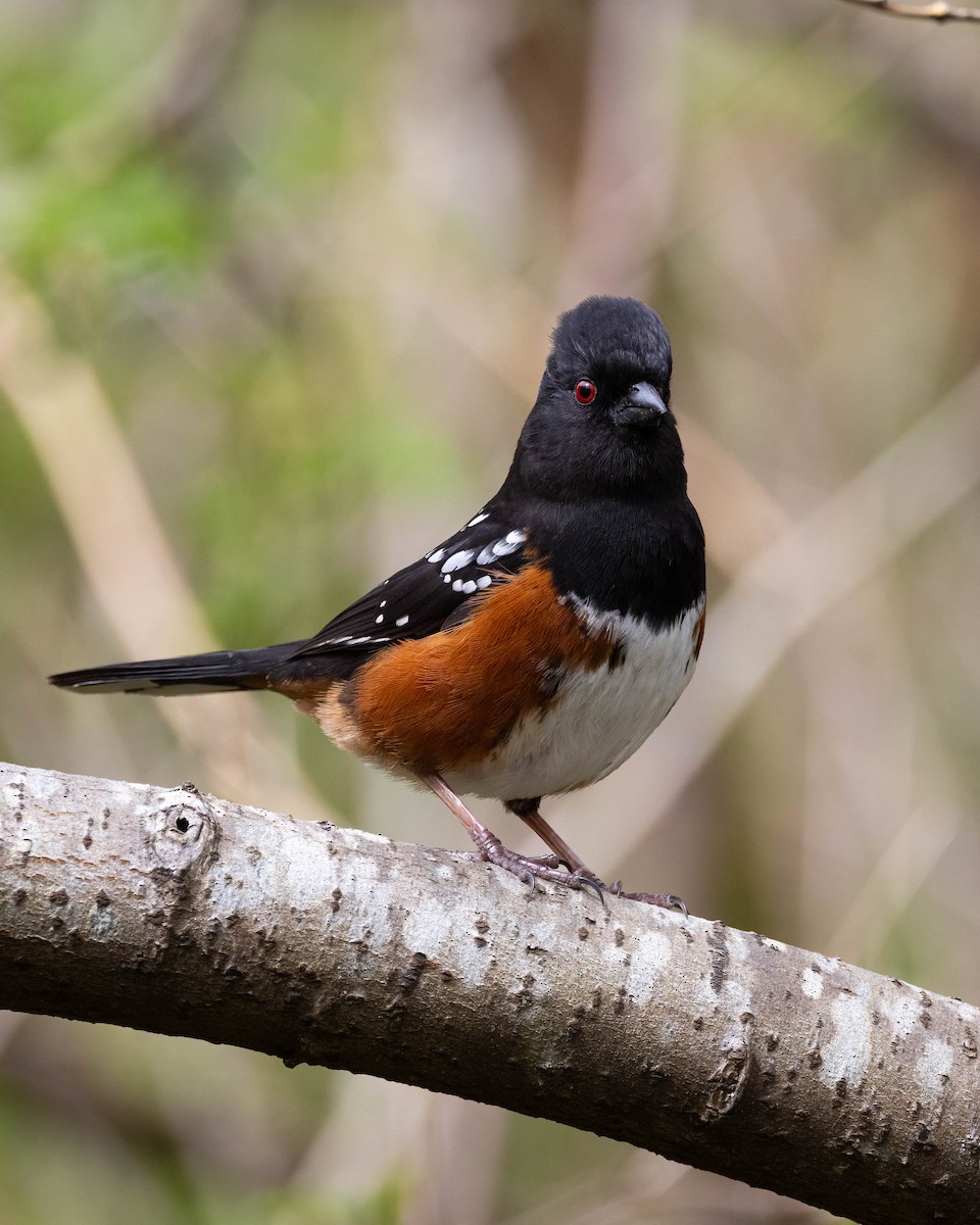 Spotted Towhee - ML617567520