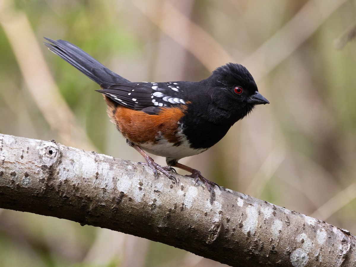 Spotted Towhee - ML617567521