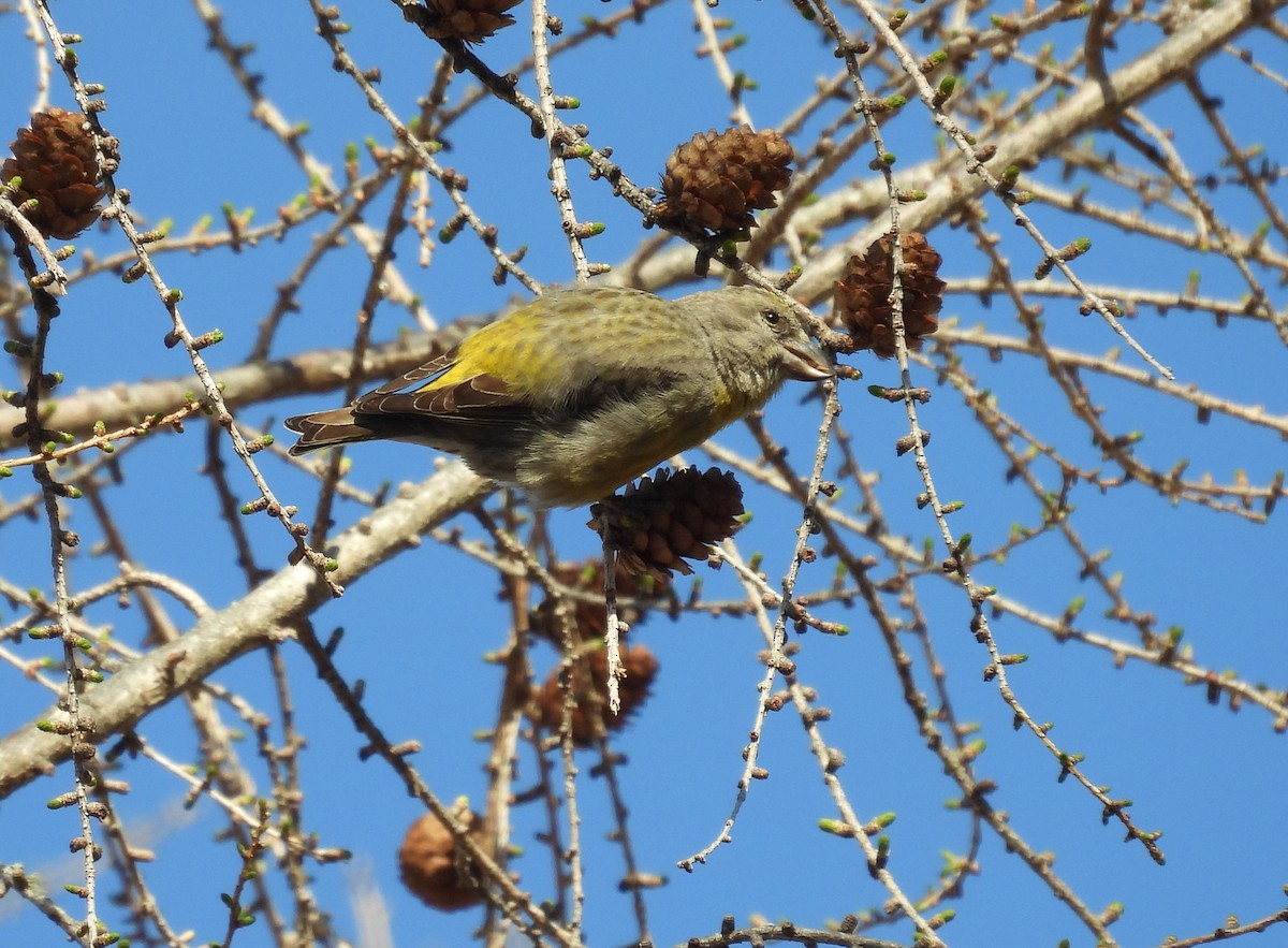 Red Crossbill (Ponderosa Pine or type 2) - Glenn Hodgkins