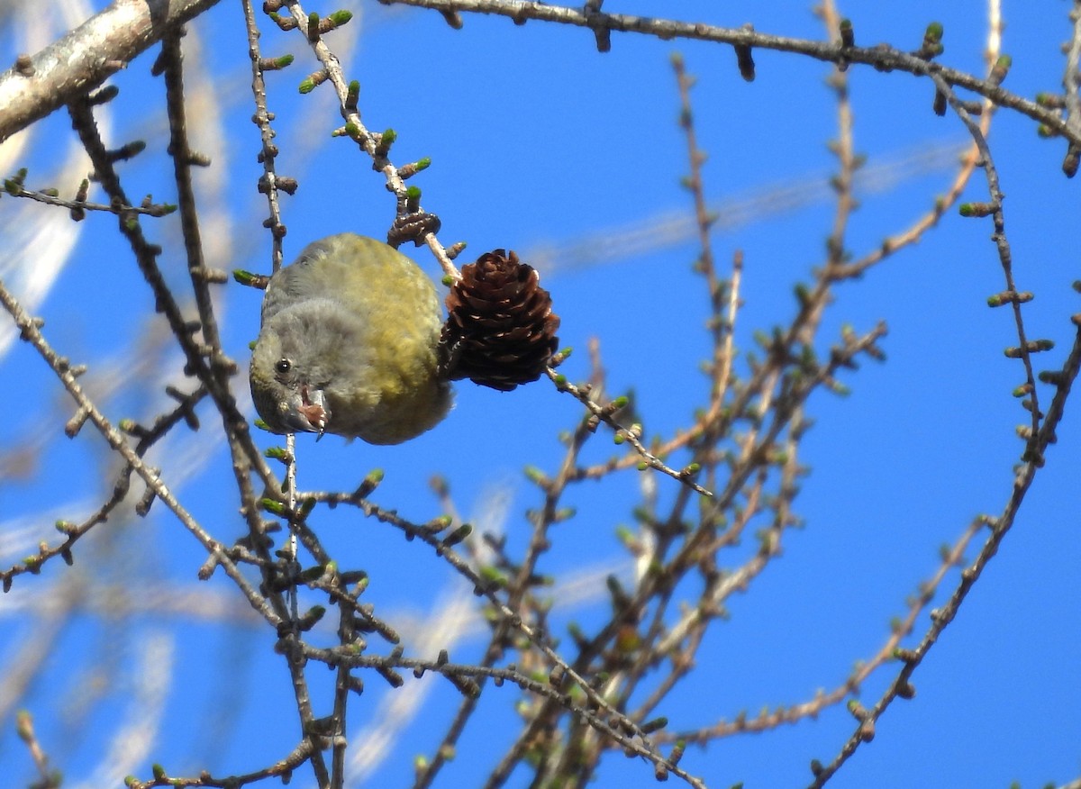 Red Crossbill (Ponderosa Pine or type 2) - ML617567528