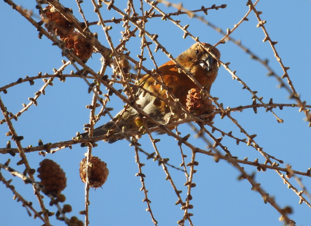 Red Crossbill (Ponderosa Pine or type 2) - ML617567530