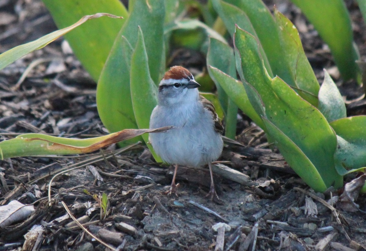 Chipping Sparrow - ML617567622