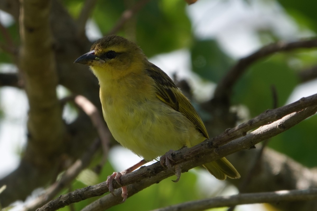 Taveta Golden-Weaver - ML617567715