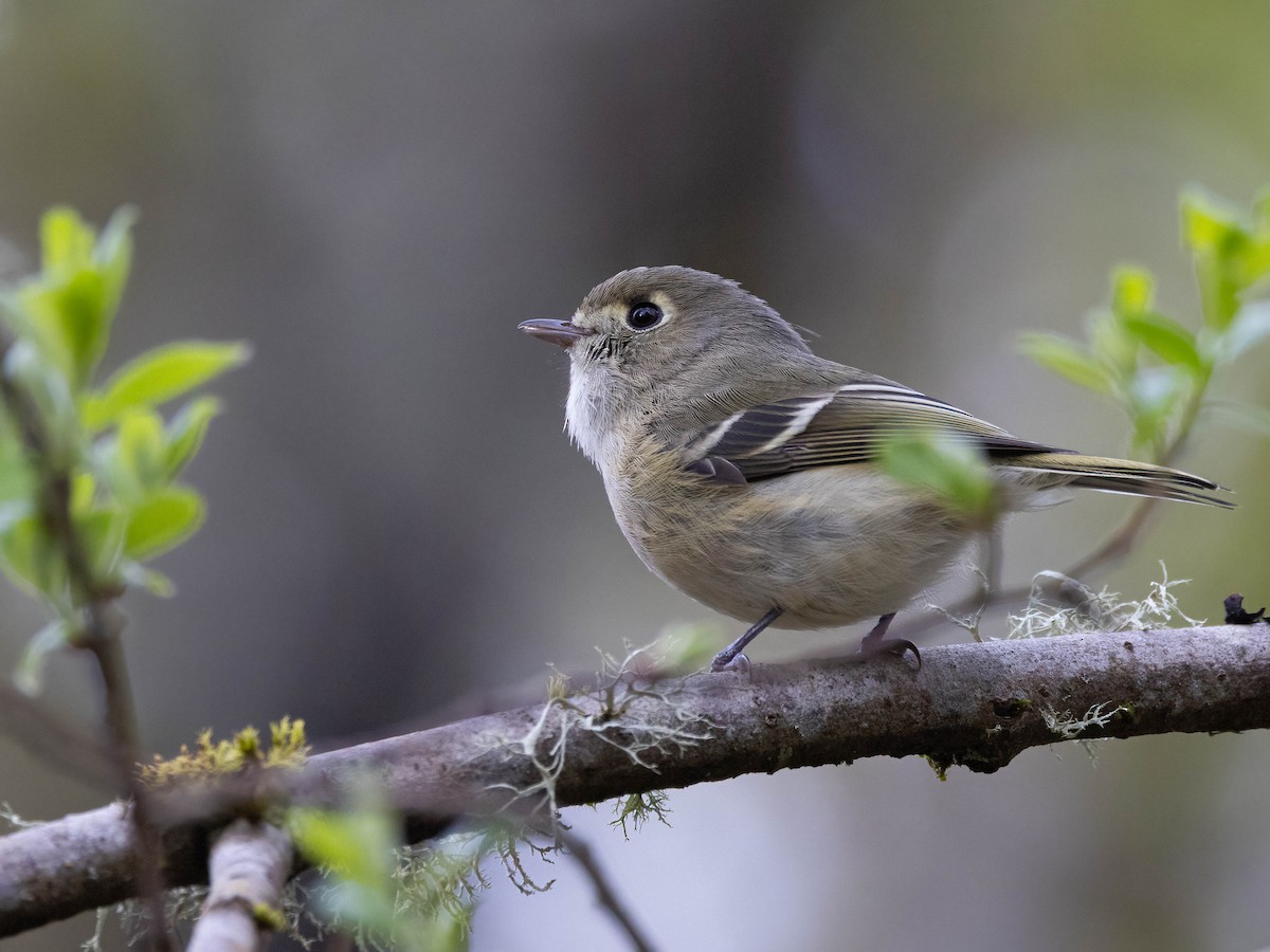 Hutton's Vireo - Andy DeBroux