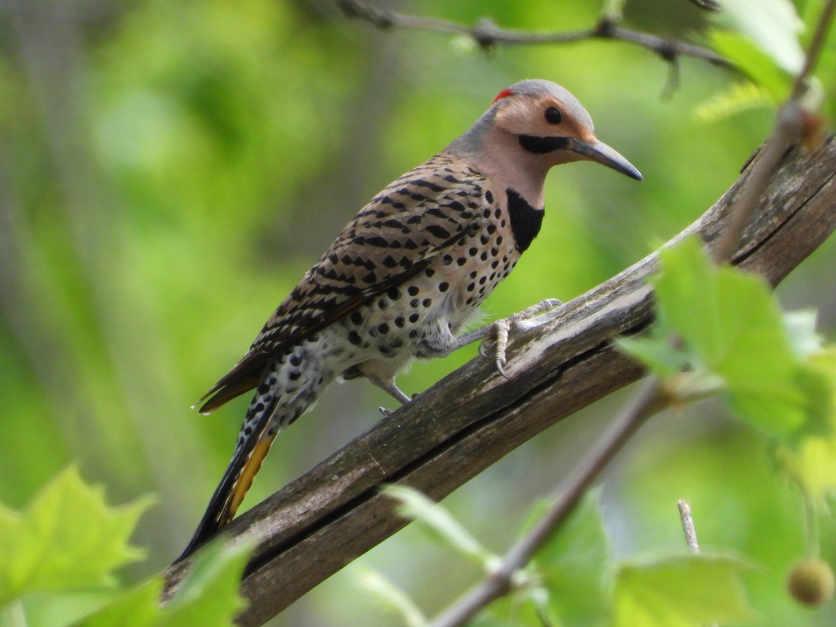 Northern Flicker - ML617567786