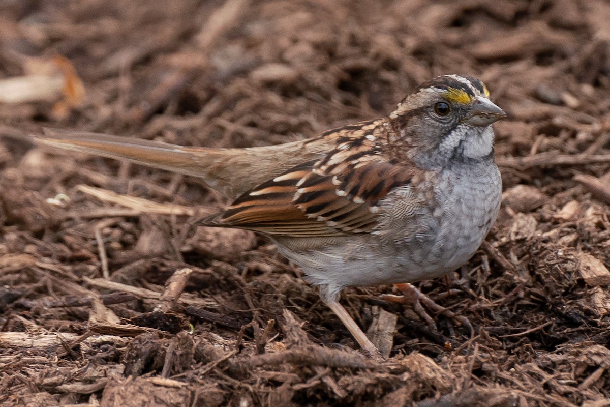 White-throated Sparrow - ML617567802