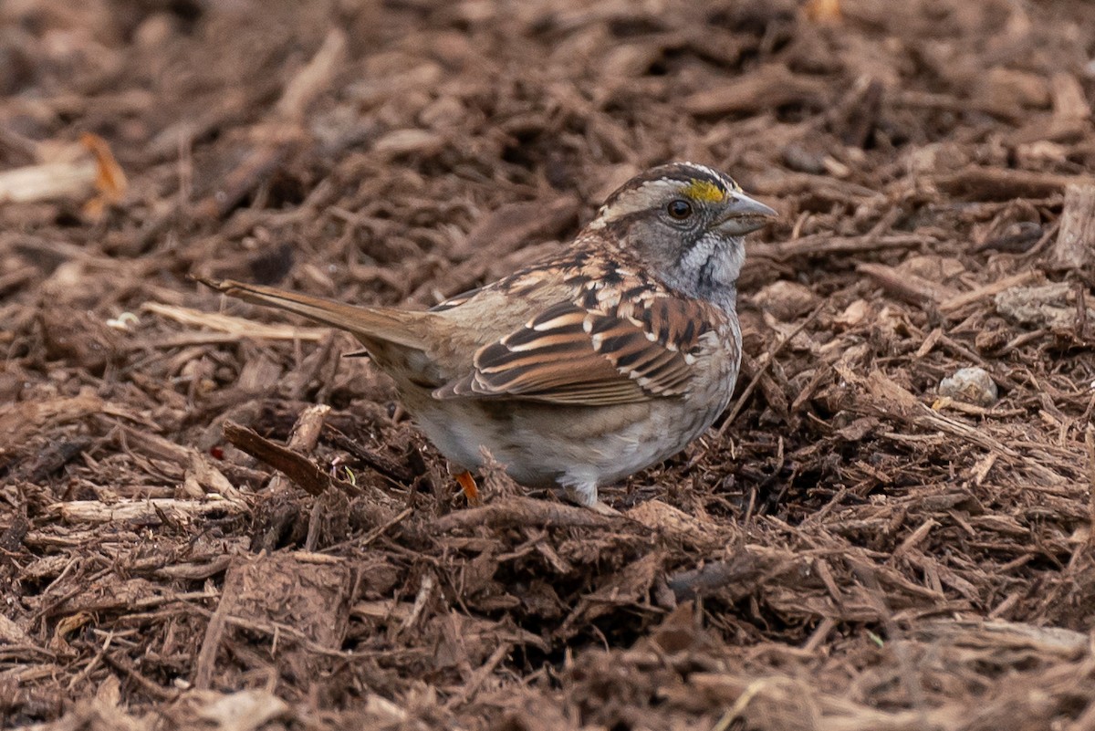 White-throated Sparrow - ML617567803