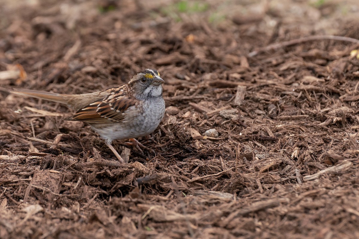 White-throated Sparrow - ML617567804