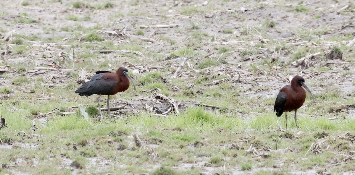 ibis hnědý - ML617567831