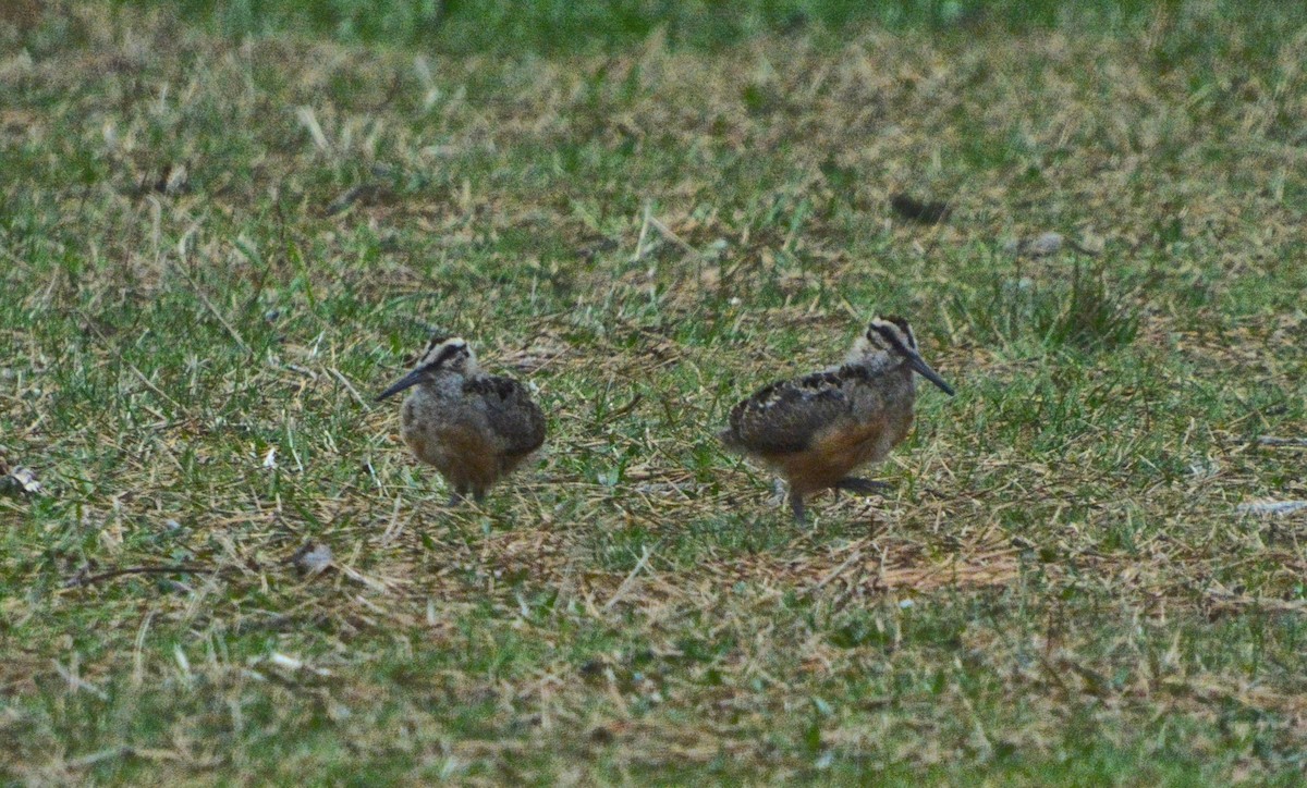 American Woodcock - Janette Vohs