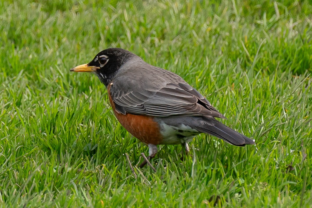 American Robin - ML617567847