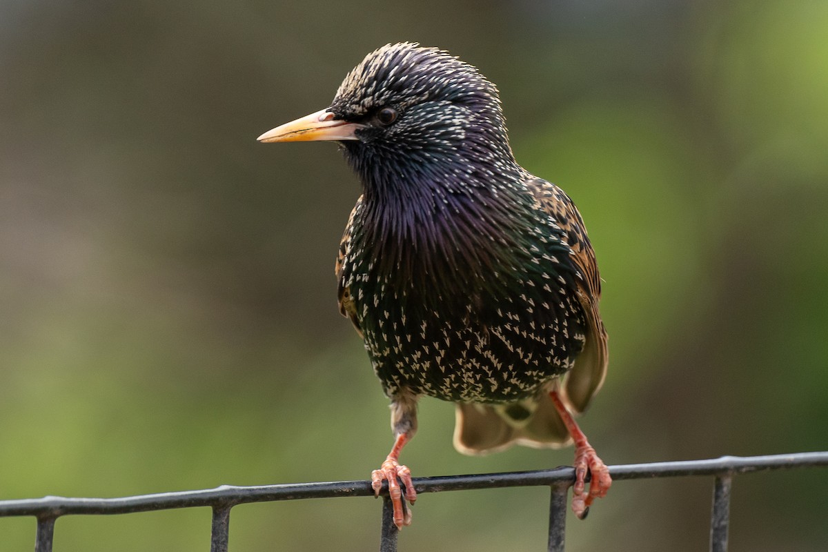 European Starling - ML617567848