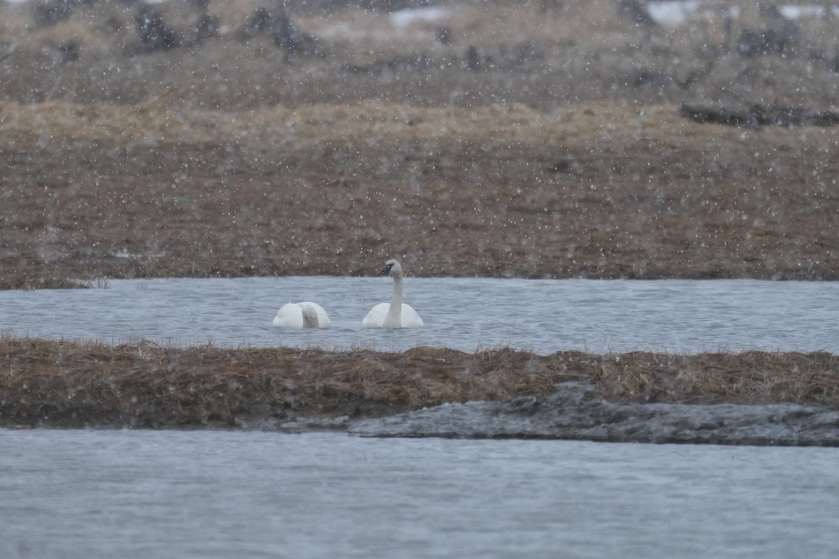 Trumpeter Swan - ML617567870
