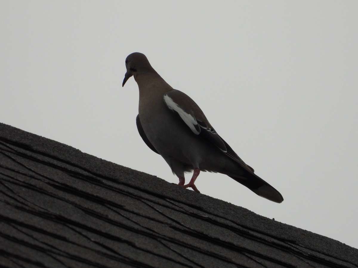 White-winged Dove - ML617567888