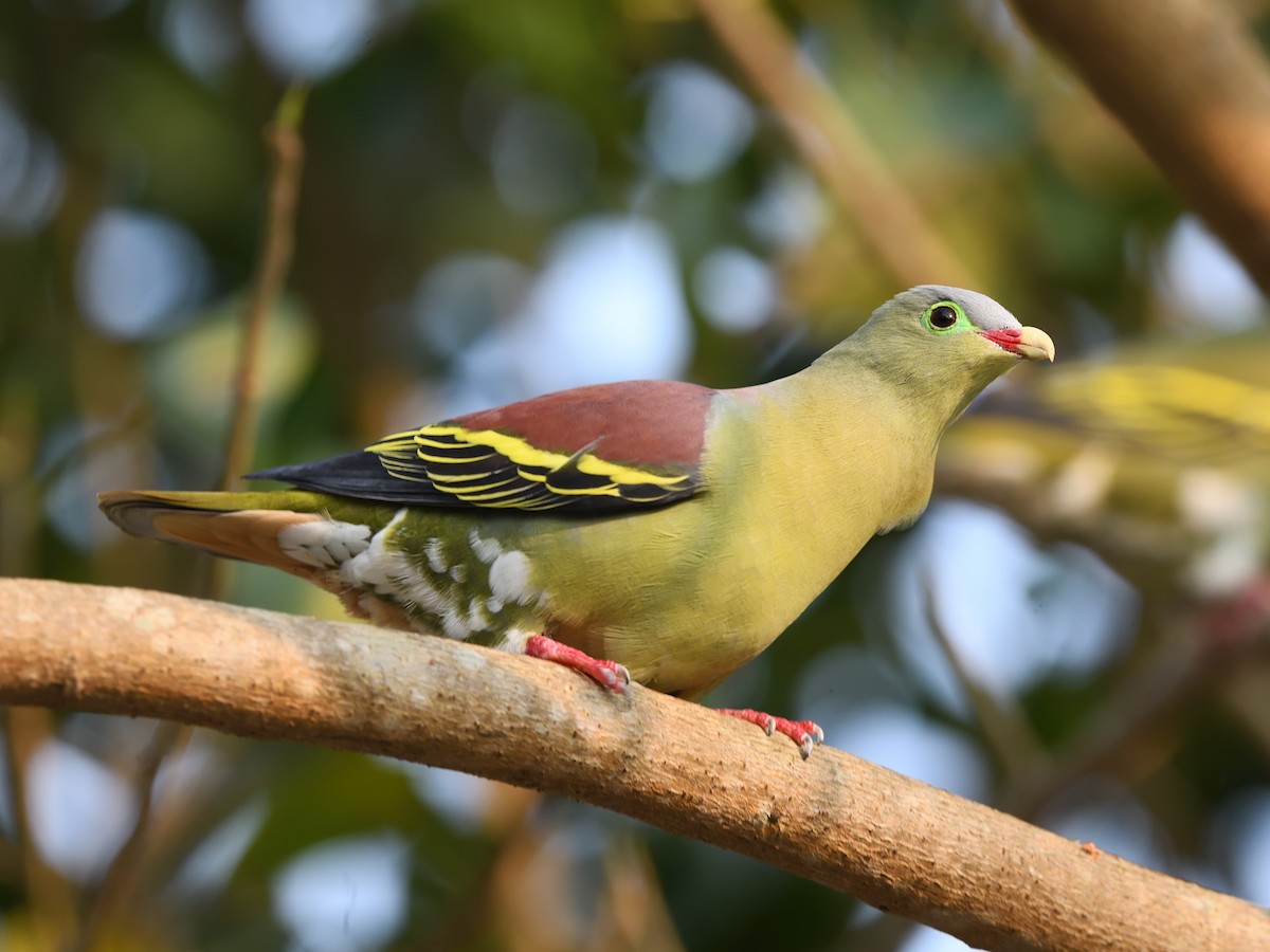Thick-billed Green-Pigeon - ML617567906