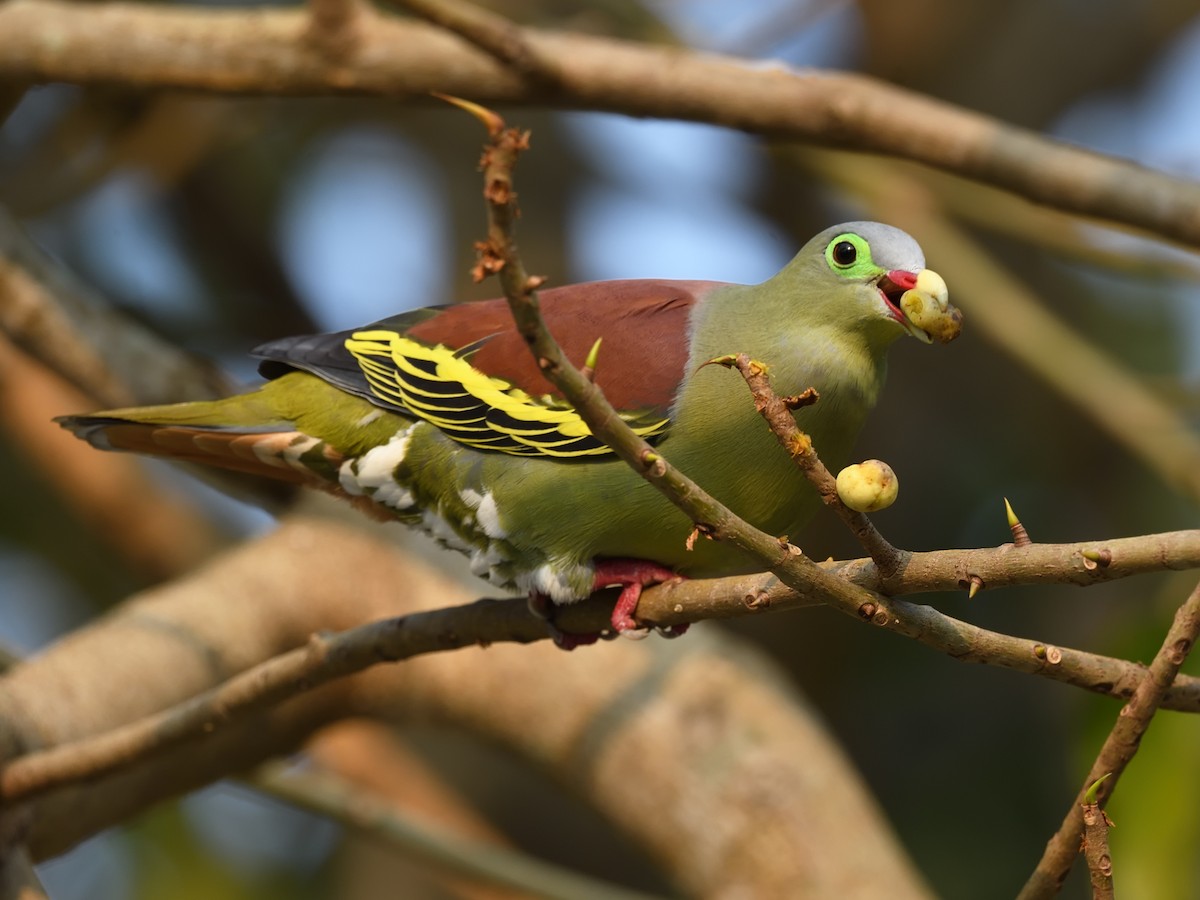 Thick-billed Green-Pigeon - ML617567907