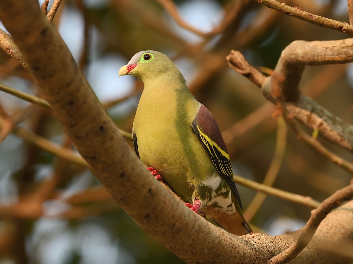 Thick-billed Green-Pigeon - ML617567908
