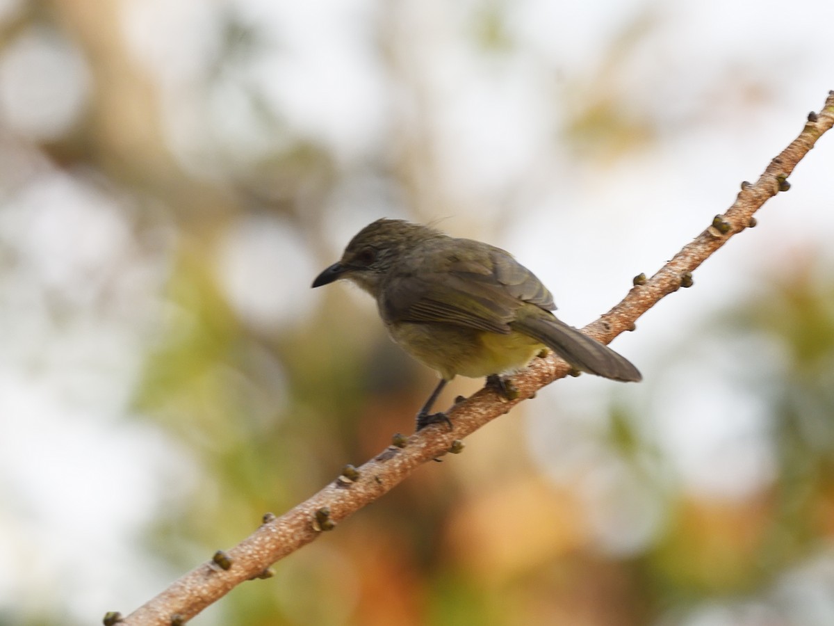 Streak-eared Bulbul - ML617567914