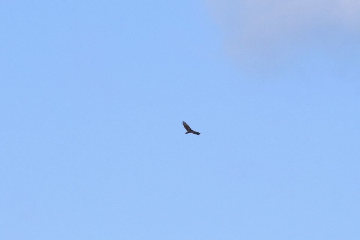 Turkey Vulture - Diane Jalbert