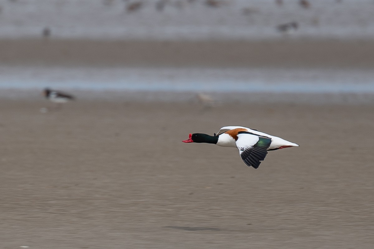 Common Shelduck - ML617567925