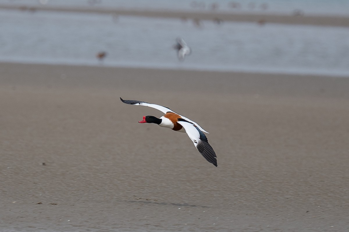 Common Shelduck - ML617567926