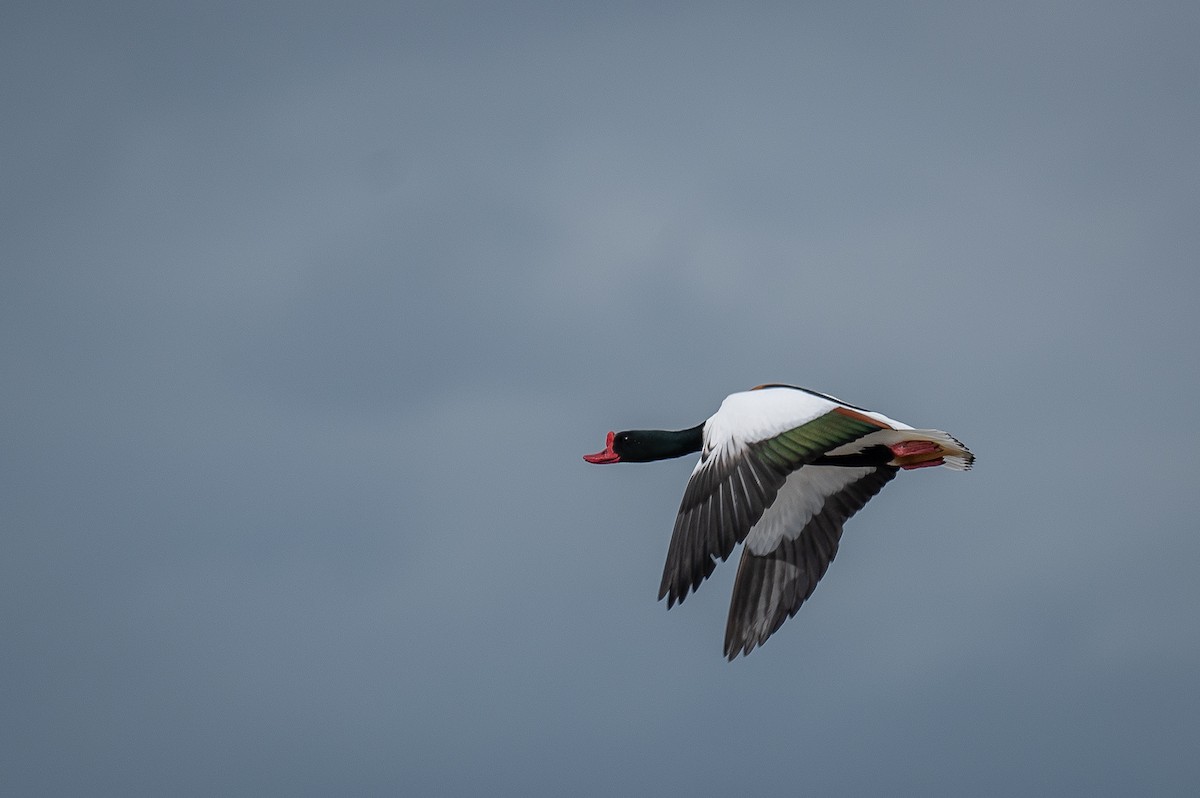 Common Shelduck - ML617567927