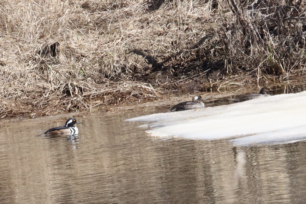 Hooded Merganser - Diane Jalbert