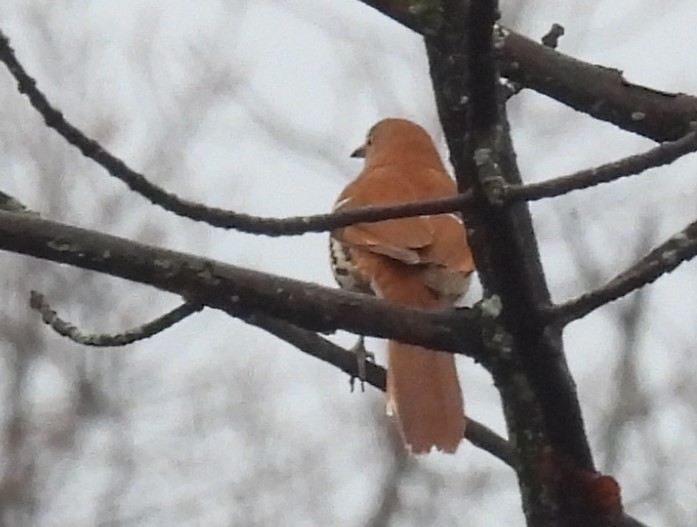 Brown Thrasher - ML617567938