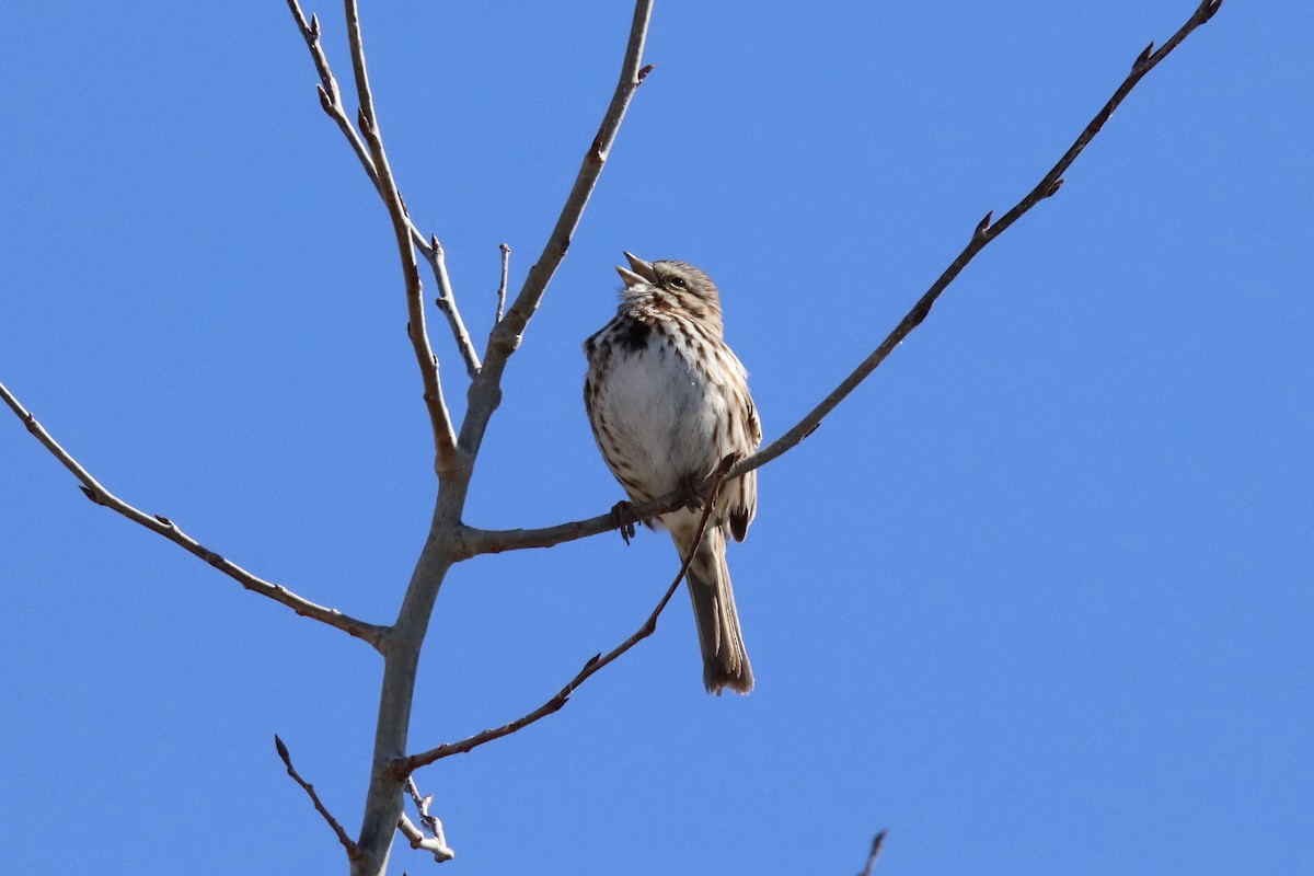 Song Sparrow - Diane Jalbert