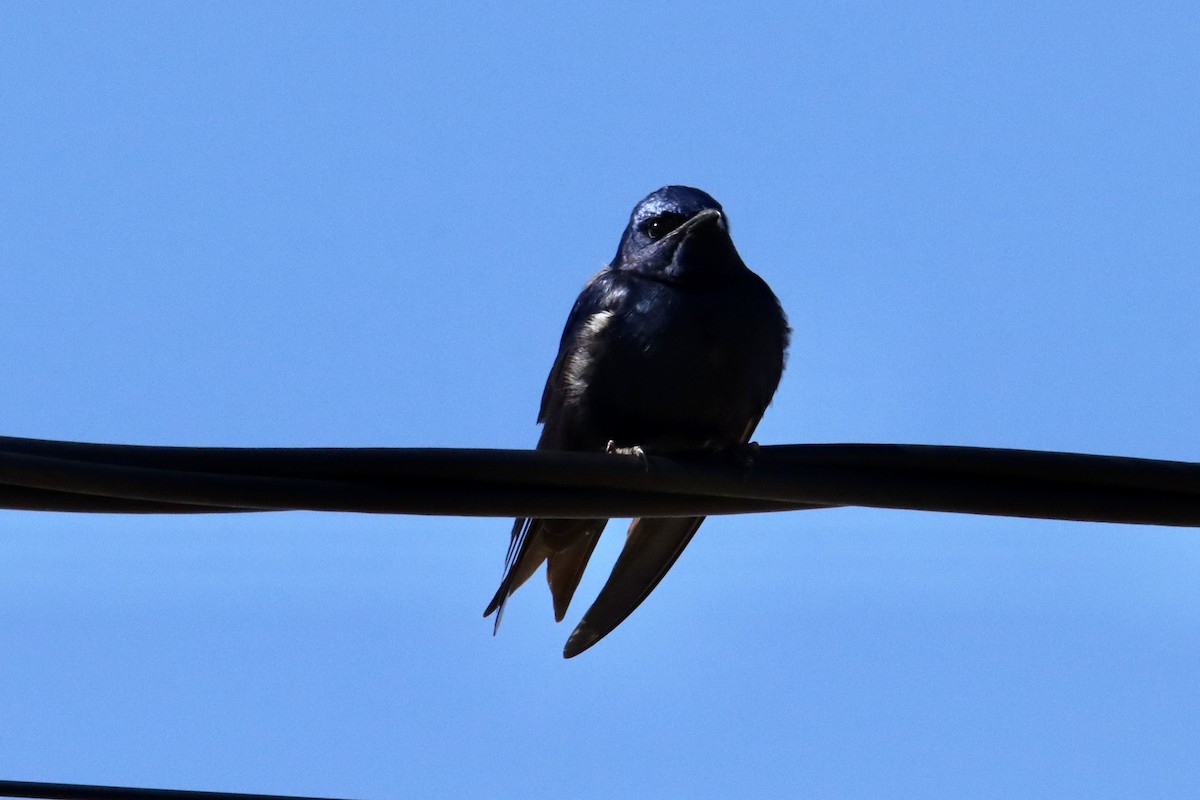 Purple Martin - Diane Jalbert