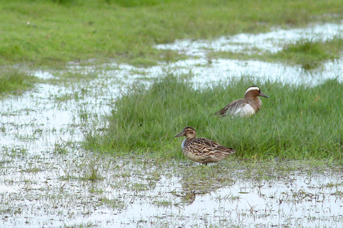 Garganey - ML617567968