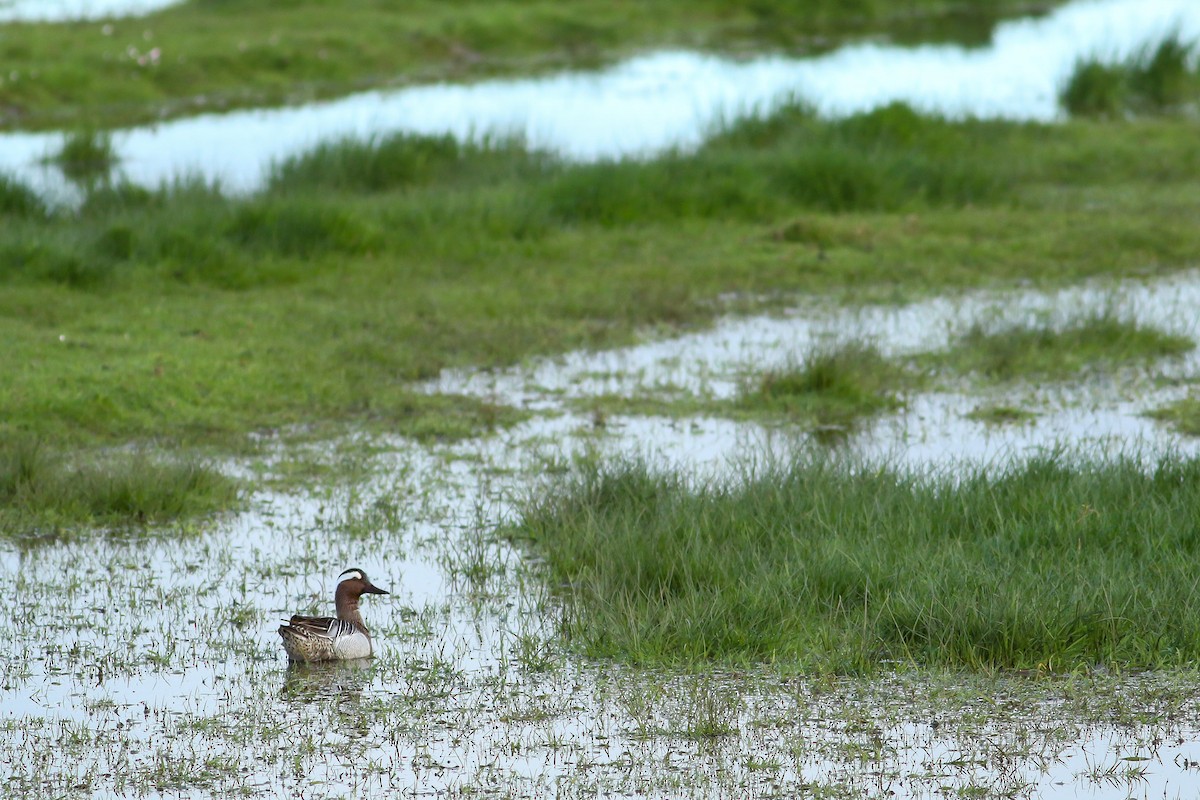 Garganey - ML617567969