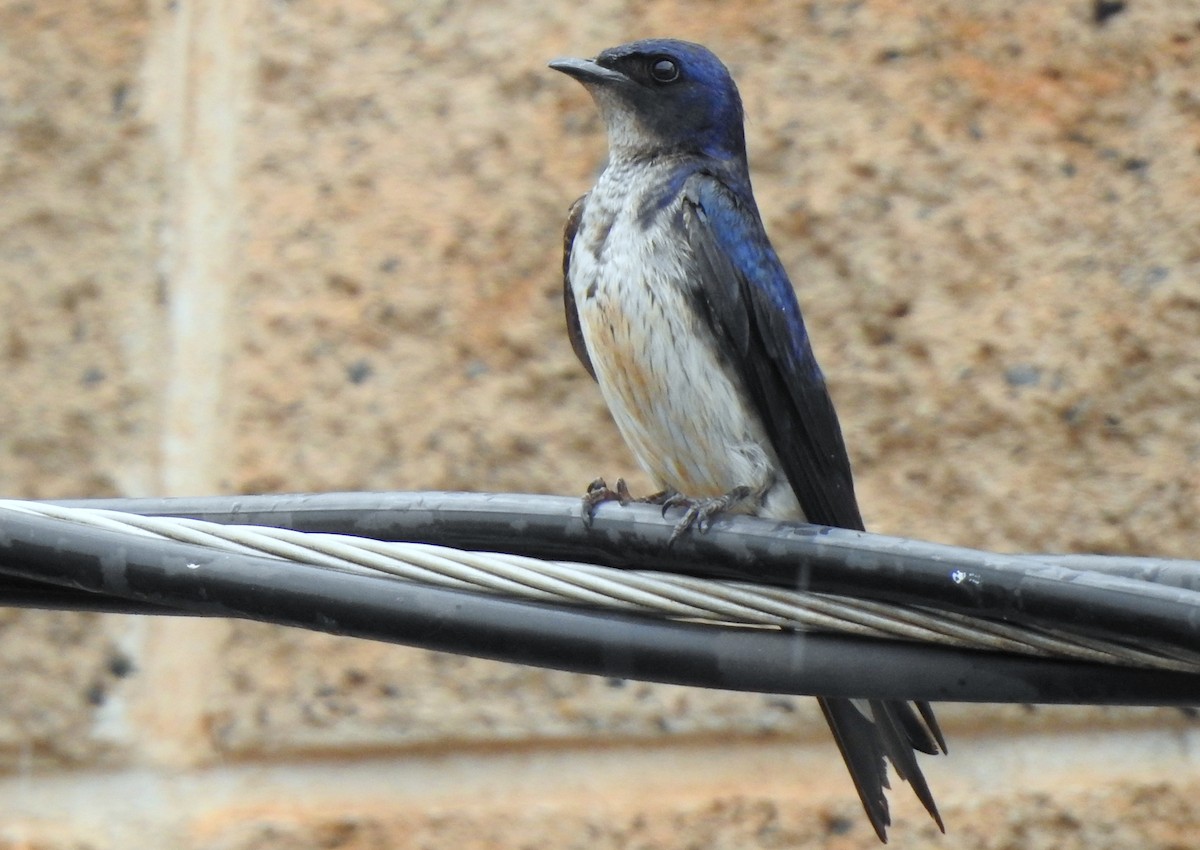 Gray-breasted Martin - ML617567973