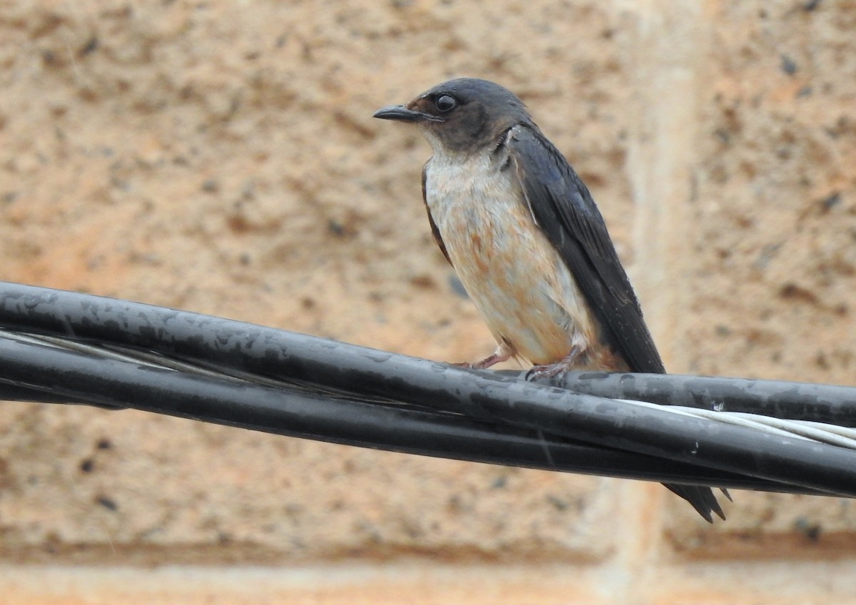 Gray-breasted Martin - ML617567974