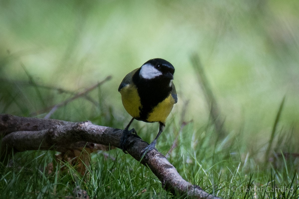 Great Tit - ML617567978