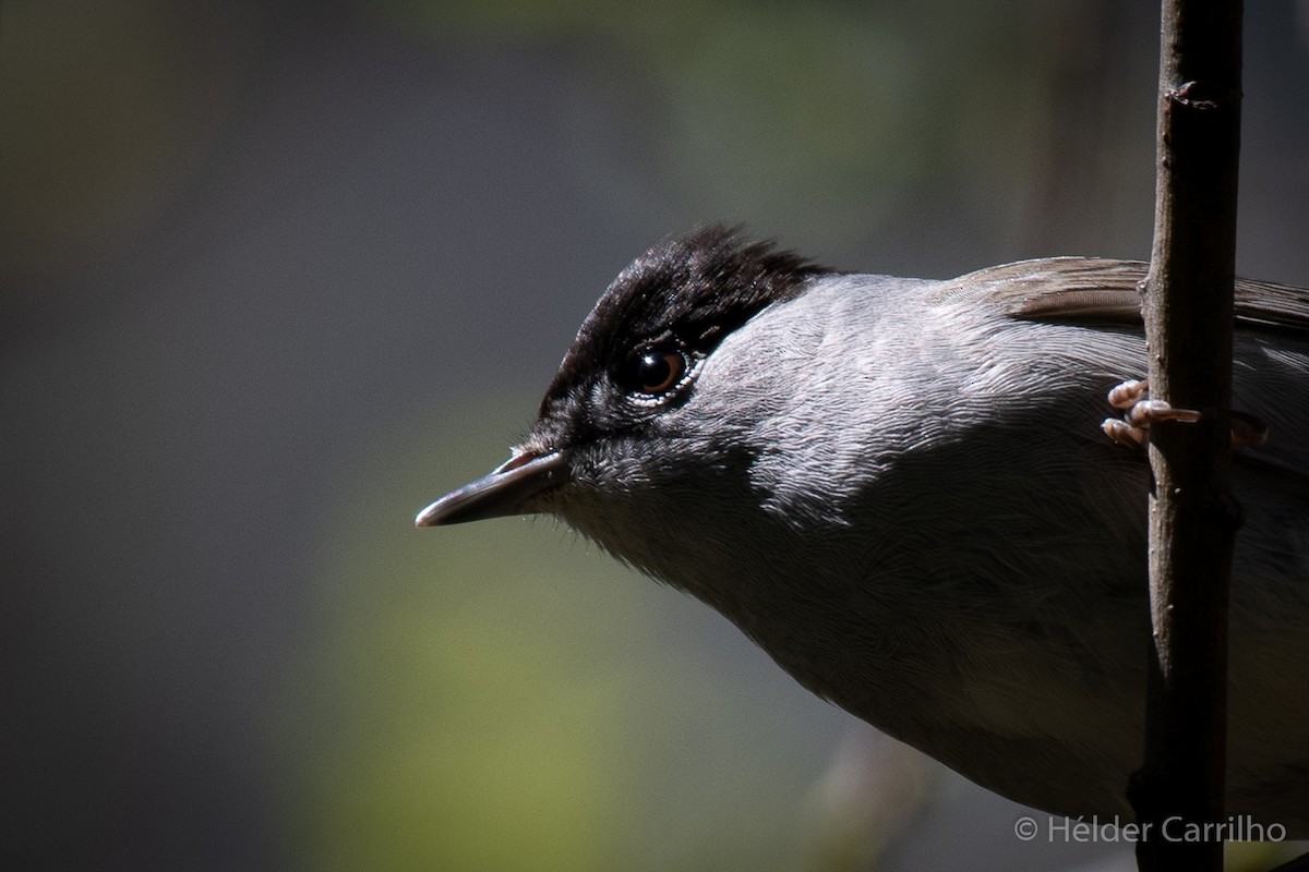 Eurasian Blackcap - ML617567995