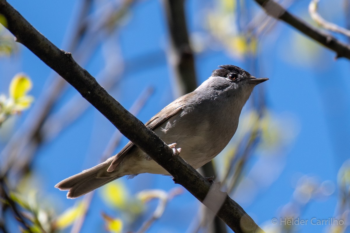 Eurasian Blackcap - ML617567997