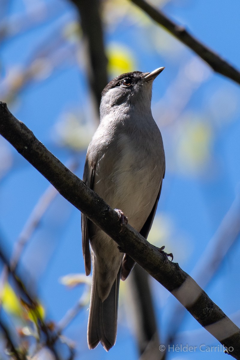 Eurasian Blackcap - ML617568003